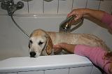 BAIN - GOLDEN RETRIEVER 064